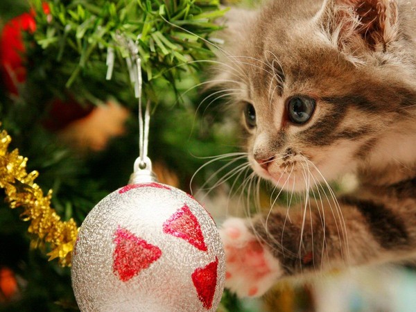 chat de noel