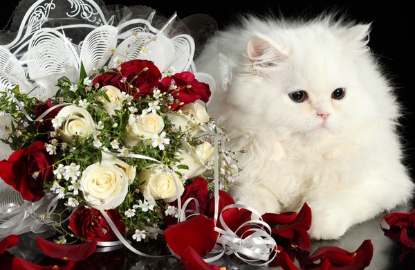 chat blanc et fleurs