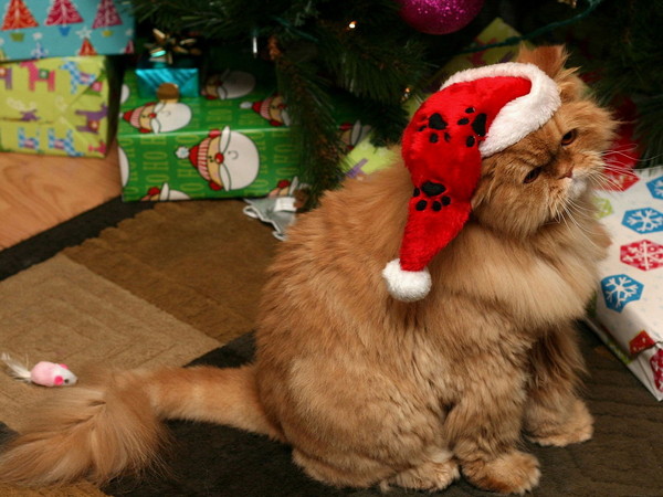 chat de noel