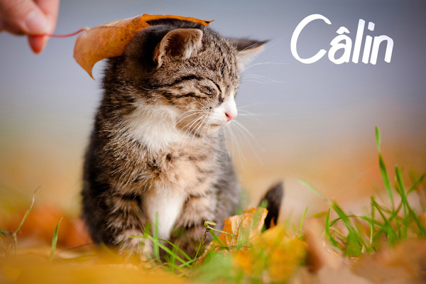 automne calin