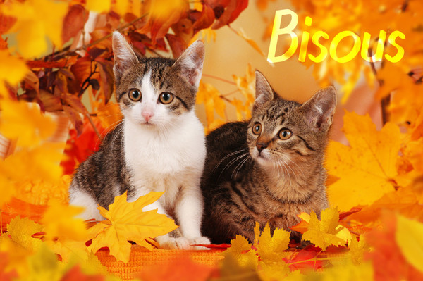 automne bisous