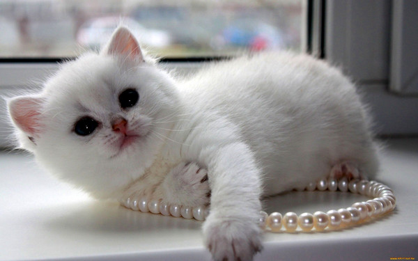 chaton blanc