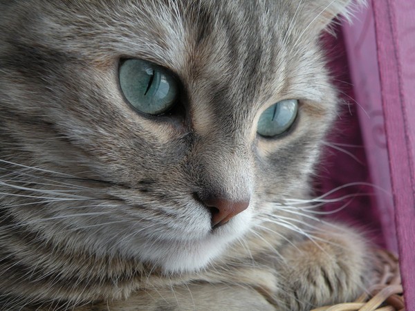 PalomaStory, le blog du chat qui parle avec moi 