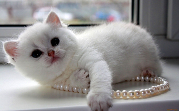 adorable chaton blanc