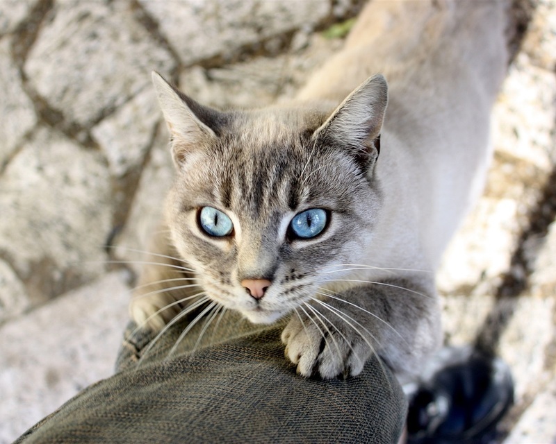 Blue-eyes-cat-legs_1280x1024.jpg