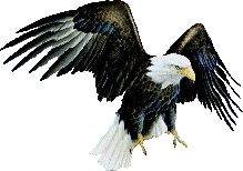 bird-graphics-eagle-970467