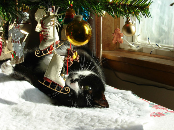 chat de noel