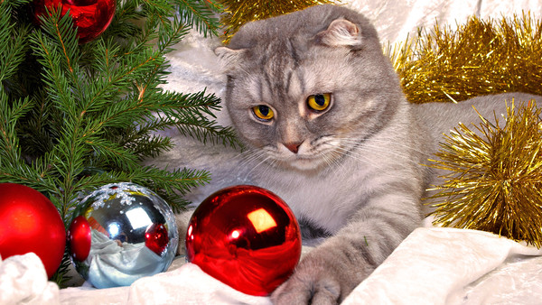 chat de noel