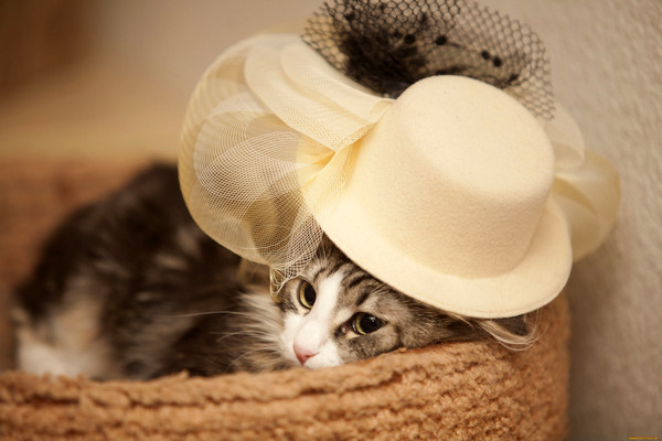 beau chapeau