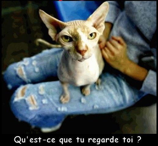 Sweat à Capuche Humour Chimie « Les Cations Sont Positifs » - Pour Les Amoureux Des Chats - Coupe Classique Confortable