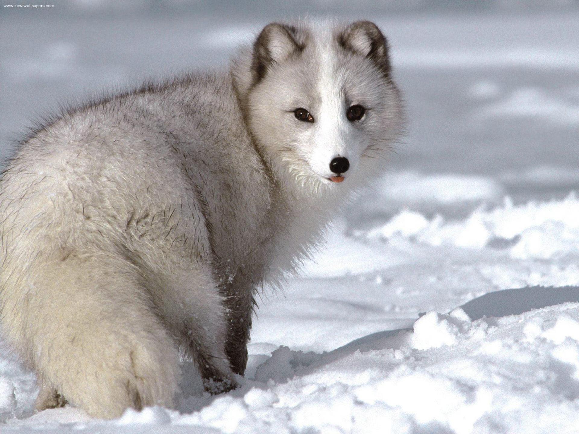 RENARD POLAIRE