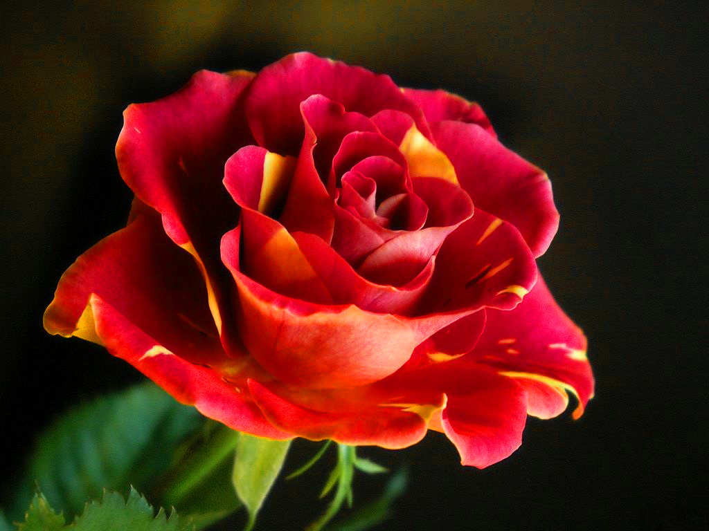 Image du Blog yogi.centerblog.net